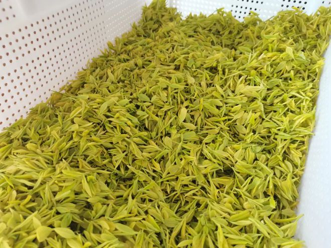 湖北恩施茶产业带动83万人就业春回大地吐翠